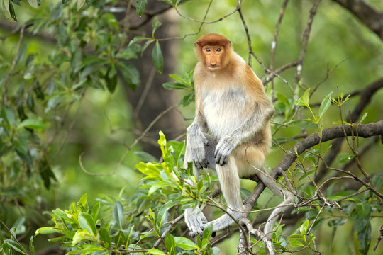 Proboscis monkey (Nasalis larvatus) or long-nosed monkey, known as the bekantan in Indonesia, is a reddish-brown arboreal Old World monkey with an unusually large nose. It is endemic to Borneo