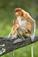 Proboscis monkey (Nasalis larvatus) or long-nosed monkey, known as the bekantan in Indonesia, is a reddish-brown arboreal Old World monkey with an unusually large nose. It is endemic to Borneo