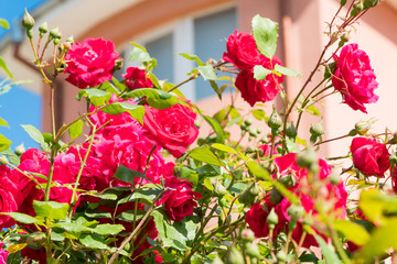Beautiful roses in garden. Huge bushes of red roses in a garden. Fur spring blossoming