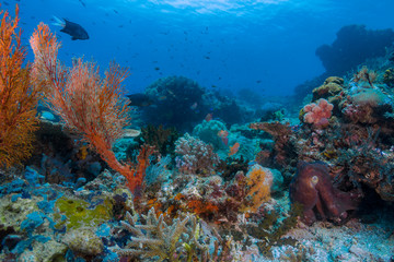Fototapeta na wymiar A beautiful reef scape with corals in blue water