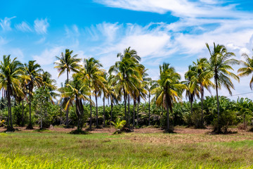 Fototapeta na wymiar coconut palm trees on beach 