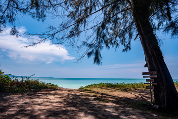 Fototapeta na wymiar tropical beach and sea, Pine tree on the beach Khao Lak Southeast Alive