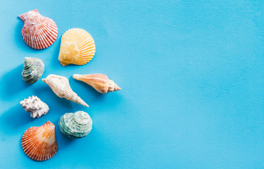 Seashall on blue background, summer background concept.