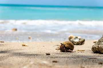 Fototapeta na wymiar shell on the beach, Hermit crab , On the beach, Southeast Alive