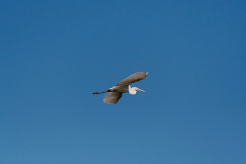 Silberreiher Flugbild