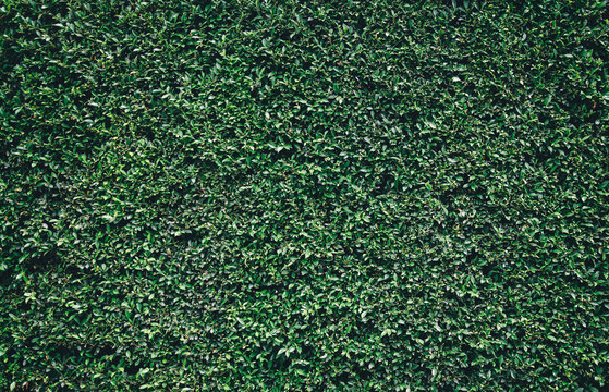 Greenery Wall Images – Browse 88,081 Stock Photos, Vectors, and Video