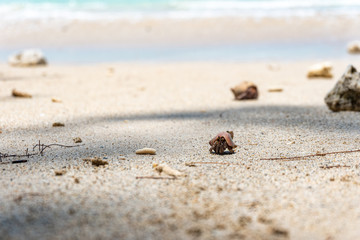 shell on the beach, Hermit crab ,  On the beach, Southeast Alive