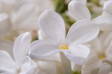 Obraz na płótnie Canvas Lilac Spring Flowers macro close