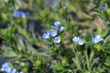Fototapeta premium Scrambling gromwell