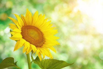 Obraz premium Beautiful Blooming Sunflower on blurred natural background