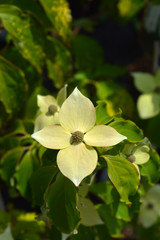 Flowering dogwood Teutonia