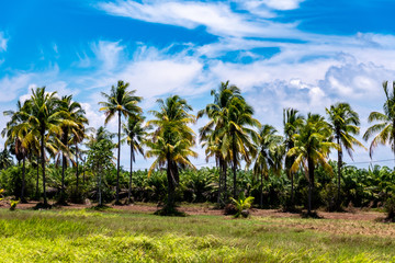 Fototapeta na wymiar coconut palm trees on beach 