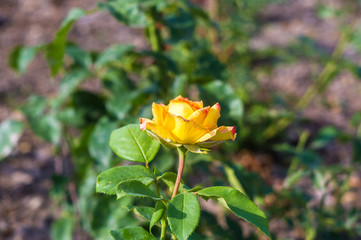 Yellow Rose flower. Nature. close up, selective focus