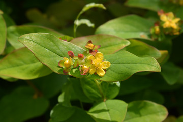 Shrubby St Johns Wort