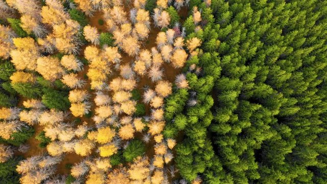 AERIAL view of autumn colored forest. Drone shot bird eye trees. Natural pattern in top down aerial view over the forest. green and yellow forest. Larch and spruce forest. Scenic landscape from above