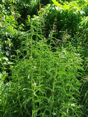 Photo juicy green floral background