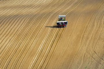 Sadzenie kapusty © piotrwolak