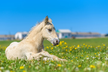 The young thoroughbred foal lies on the field of dandelions.