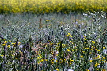 Wiese mit Wildblumen