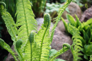 Beautyful ferns leaves green foliage natural floral fern background in sunlight.