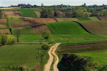 Fototapeta premium Świętokrzyskie pola