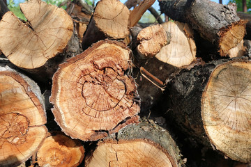 Logs. Log cuts. Stack of logs. Stack of firewood. Logs cuts prepared for fireplace. Woodpile. Wood for fireplace. Wood for winter. Firewood background.