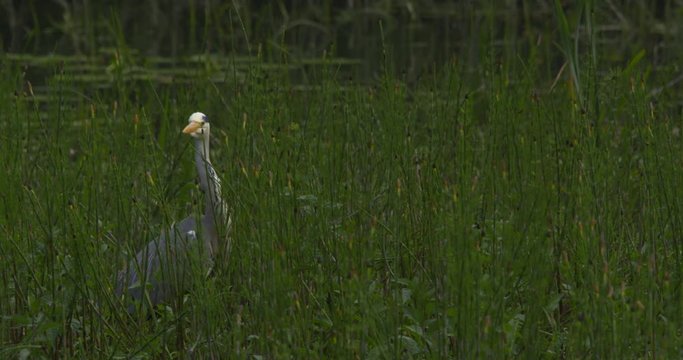 Grey Heron alert among tall river wetland reeds grass 
