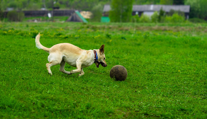 Labrador dog runs on the green grass and plays with the ball