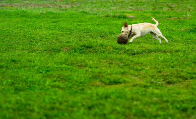 Naklejka na ściany i meble Labrador dog runs on the green grass and plays with the ball