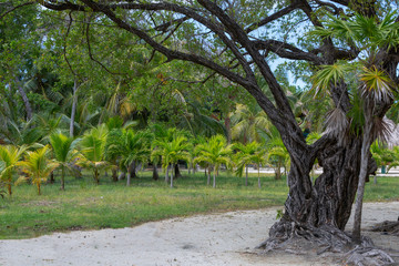 Tropical trees in Roatan, Honduras 