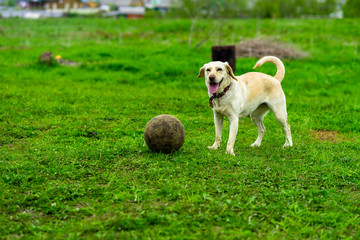 Labrador dog runs on the green grass and plays with the ball