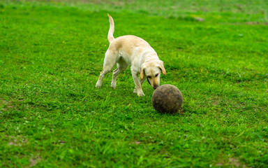 Labrador dog runs on the green grass and plays with the ball