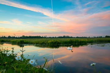A swan is swimming in the calm water of a small lake. Beautiful colored clouds at sunset.