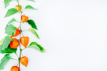 Orange Flower of physalis alkekengi isolated