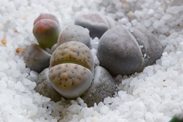 litops close up on white sand background