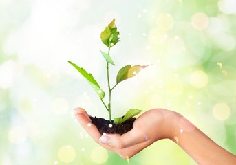 Green Growing Plant in Human Hand on beautiful natural background