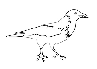 Crow on a white background. Silhouette. Vector illustration.
