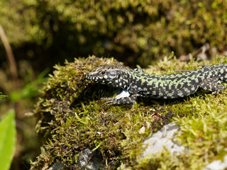 (Podarcis muralis) Lézard des murailles aux écailles mouchetées de gris verdâtre et noir  