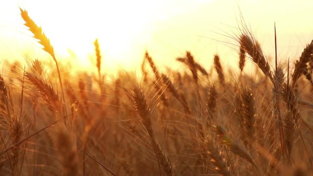 Golden wheat ready to be harvested