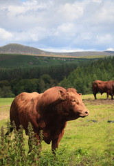 Bulls in a field on a farm in the Scottish Highlands