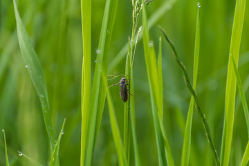 ladybug on green grass