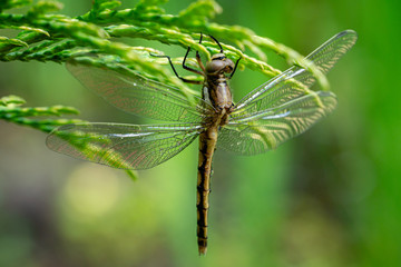 Macro  beautiful young black-tailed skimmer (Orthetrum cancellatum) female. This dragonfly belonging to family Libellulidae.