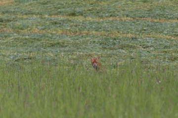 Yellow fox hunting on a meadow