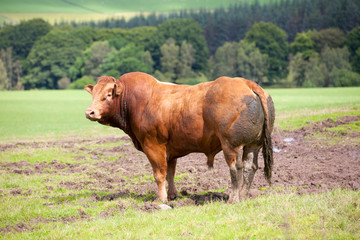 big Bull in a field on a farm in the Scottish Highlands
