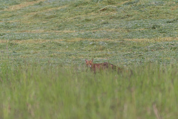 Yellow fox hunting on a meadow
