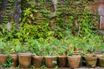 plants in the pots, greenhouse