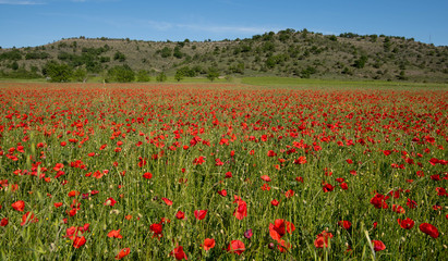 Mohnfeld in der Ardeche in Frankreich