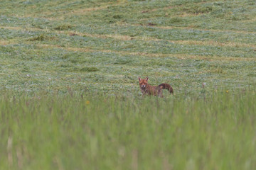 Yellow fox hunting on a meadow