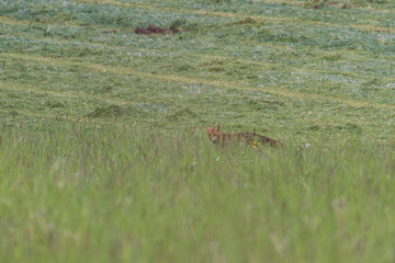 Red fox hunting in a meadow 