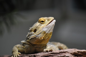 Bartagame